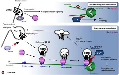 Schematic Image Of Cd133 Functions In Cells Under Preferential Growth