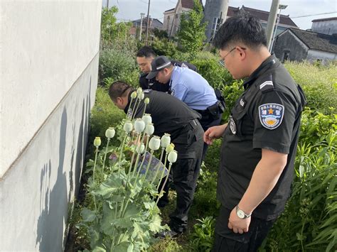 湖州南浔：双林无人机空中“缉毒”