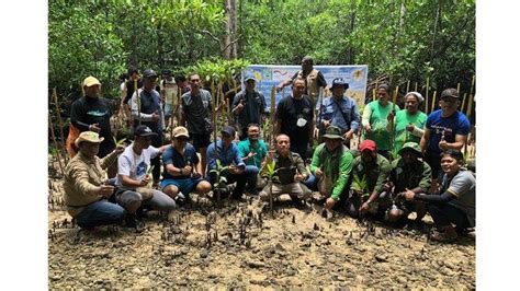 KLHK Tanam 100 Bibit Mangrove Di Pulau Gam Raja Ampat