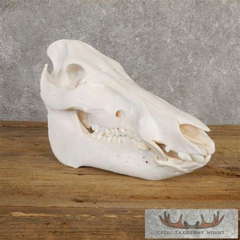 wild boar skull taxidermy mount  sale creel taxidermy