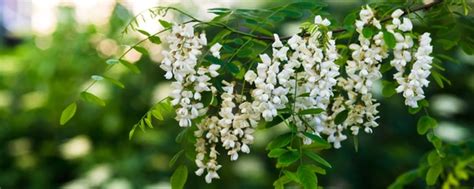 Black Locust Tree Flowers