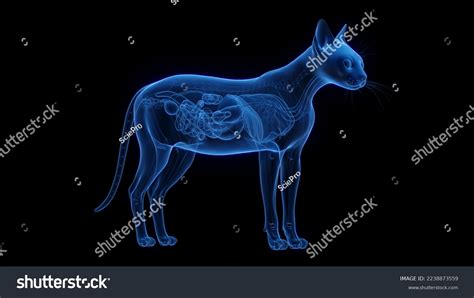 3d Rendered Medical Illustration Cat Anatomy Stock Illustration