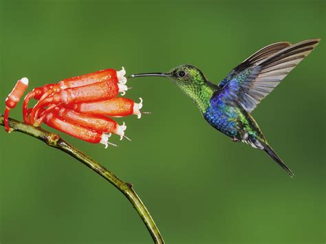 Desktop Nature wallpaper: America World Small Bird Humming Bird HQ Wallpapers, Americas Small ...