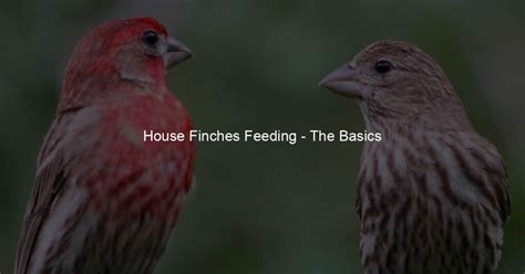 House Finches Feeding - The Basics - My Bird's Heart