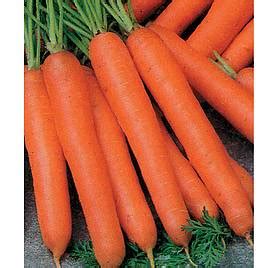 Buy Carrot Berlicum Organic Seeds Organic Gardening Catalogue