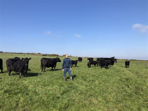 Beef Focus: Breeding Angus bulls in dairy cow country - Agriland.ie