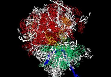 A ribosome [IMAGE] | EurekAlert! Science News Releases