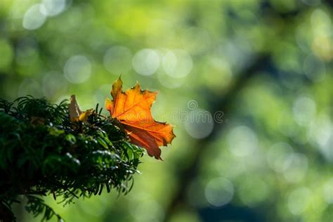 Autumn Yellow Leaves Of Oak Tree In Autumn Park Stock Photo Image Of