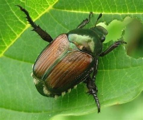 Japanese Beetles Spreading In Washington The Daily Chronicle