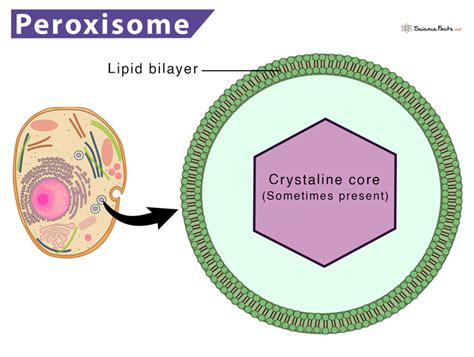 Peroxisome - Definition, Structure, & Functions, with Diagram 