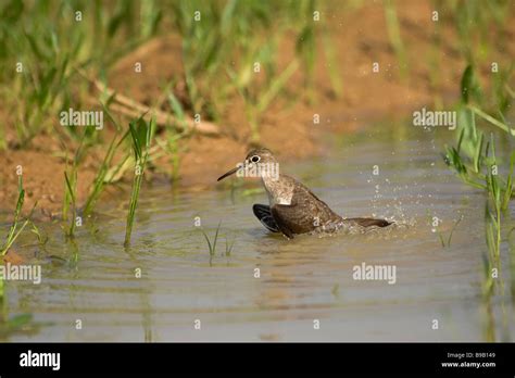 Solitary Sandpiper Tringa Solitaria Stock Photo Alamy