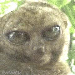 Quoi? GIF - Tarsier Creepy Stare Creepy - Discover & Share GIFs