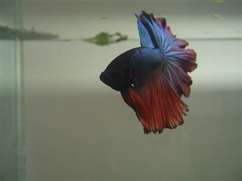 Anasterian Sunstrider My New Siamese Fighting Fish Betta Flickr