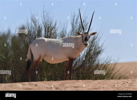 Arabian Oryx Desert Shrub High Resolution Stock Photography And Images