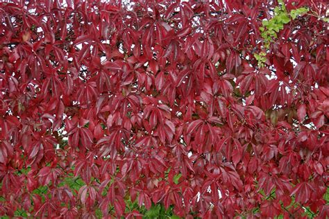 Продажа Parthenocissus quinquefolia Девичий виноград пятилисточковый в ...