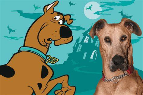 Que Raça É O Scooby Doo - A raça do Scooby-Doo e de outro seis cachorros da ficção | Super