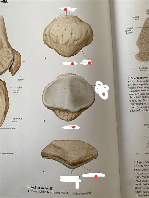 Diagram Patella Quizlet