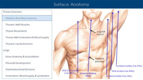 Anatomy Exam I Flashcards Quizlet