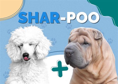 Shar Pei And Poodle Mix Shar Poo Info Pictures Characteristics