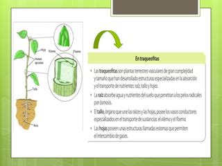 Nutrici N En Hongos Y Plantas Ppt