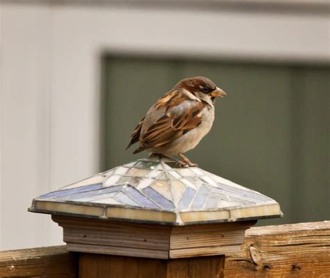 Tail-less House Sparrow - FeederWatch