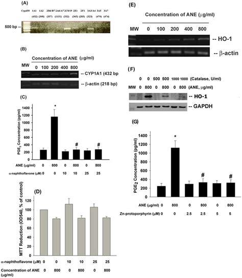 Role Of Cytochrome P And Ho On Ane Induced Cytotoxicity And Pge