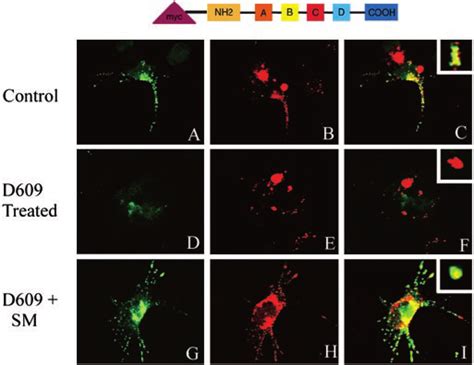 Cos 7 Cells Were Transfected With A Full Length Wildtype Prosaposin