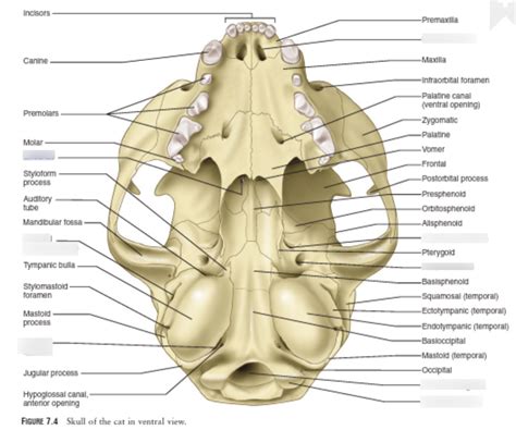 Cat Skull Internal Structures And Foramen Diagram Quizlet