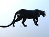 D Model Panther Lowpoly Animation Vr Ar Low Poly Rigged Animated