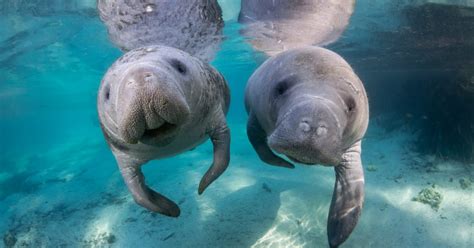 A Guide to Seeing Manatees | Discover Crystal River | Discover Crystal