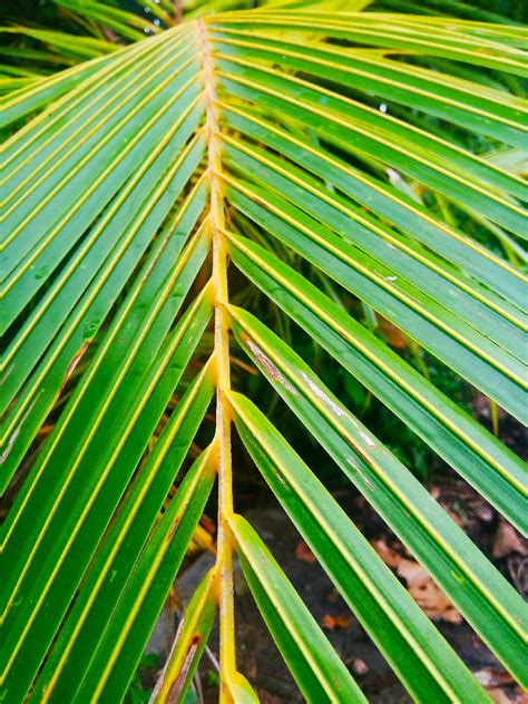 Daun Kelapa Sinau