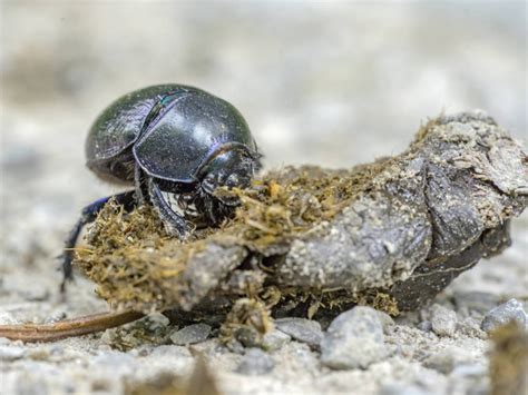 Earth Boring Dung Beetle Free Stock Photos Images And Pictures Of