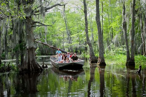 Honey Island Swamp Tours | Pearl River Swamp Tours