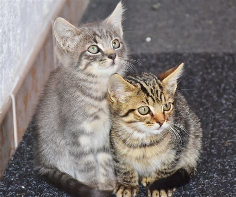 Royalty-Free photo: Closeup of two silver and brown tabby kittens | PickPik