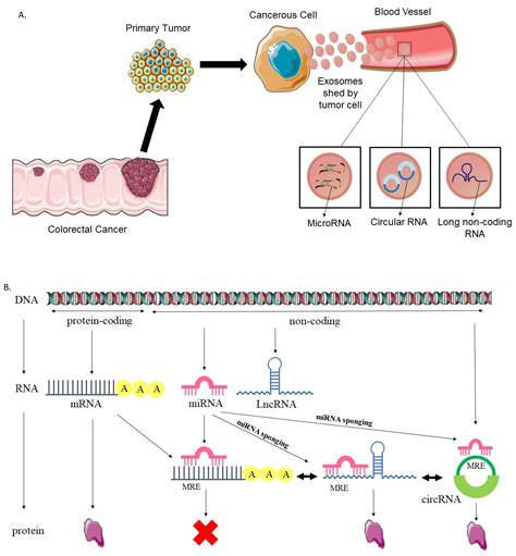 Cells Free Full Text Insights On The Biomarker Potential Of