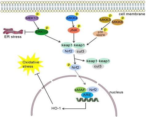 Nrf2 Regulates Oxidative Stress and Its Role in Cerebral Ischemic Stroke