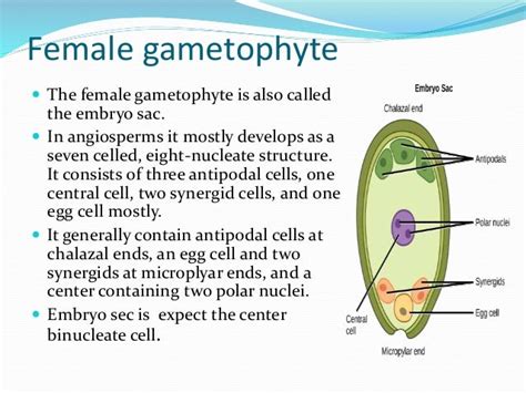 Female Gametophyte