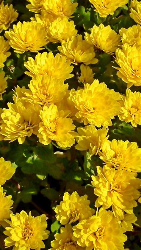 Yellow chrysanthemum – Artofit