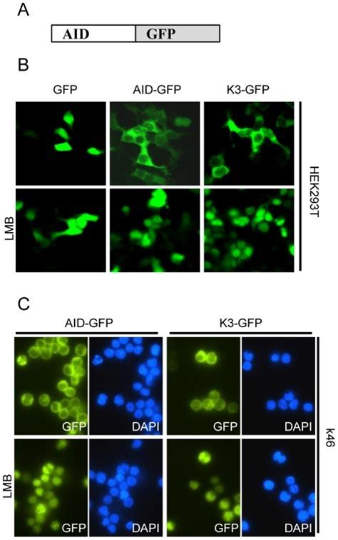 A Schematic Representation Of Aid Gfp Fusion Constructs Used For