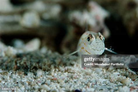 Sand Goby Photos And Premium High Res Pictures Getty Images