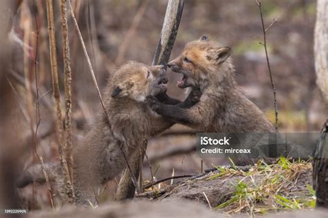 Red Fox Pups Playing Stock Photo - Download Image Now - Animal, Animal ...