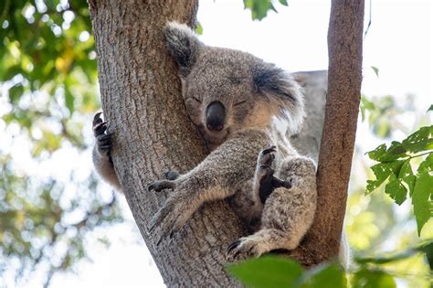 koala animado koala images pixabay