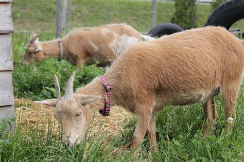 Free Images Nature Grass Farm Meadow Herd Pasture Grazing