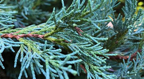 Можжевельник скальный Мунглоу для высадки — Купить с доставкой в Москве ...
