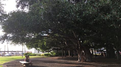 Year Old Banyan Tree Burned By Maui Wildfires Shows Signs Of Recovery