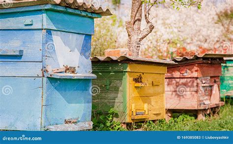 Bees On An Old Wooden Beehive In A Farm Garden Stock Image Image Of