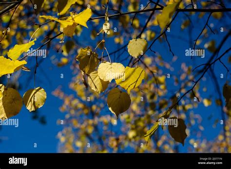 The Yellow Leaves Of The Birch Tree Against The Blue Sky Thin Branches With Fall Foliage The