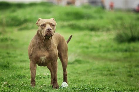 Are Pitbulls Good Running Partners