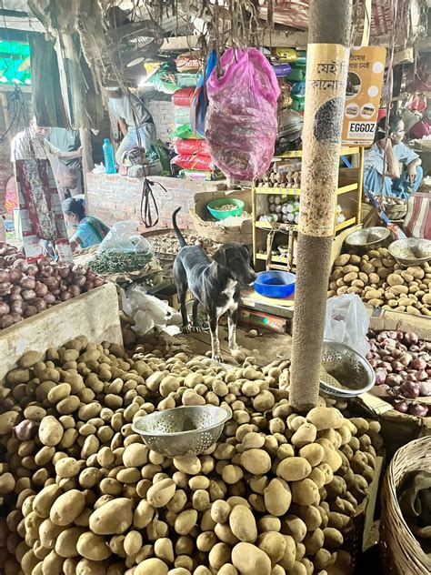 meet  cutest sabji wala rindianpets