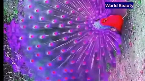 Peacock Dance In Rain 💥 Peacock🦚 Dance Video 🏵 Peacock Dance